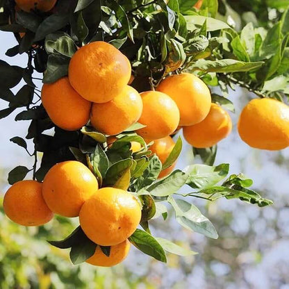 Tangerine Seeds - Fruit Plant for Home Gardens