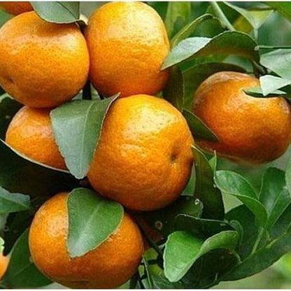 Tangerine Seeds - Fruit Plant for Home Gardens