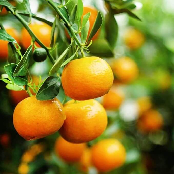 Tangerine seeds - Fruit Plant for Home Gardens