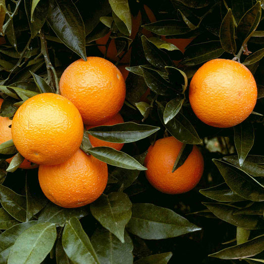 Tangerine seeds - Fruit Plant for Home Gardens