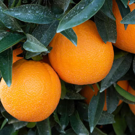 Tangerine seeds - Fruit Plant for Home Gardens