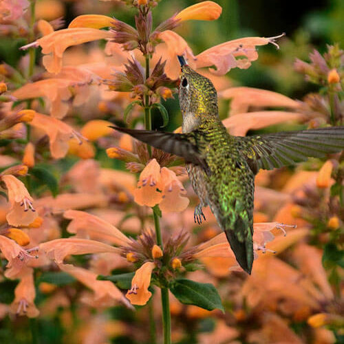 Tango Hummingbird Mint Seeds - Herbal Plant