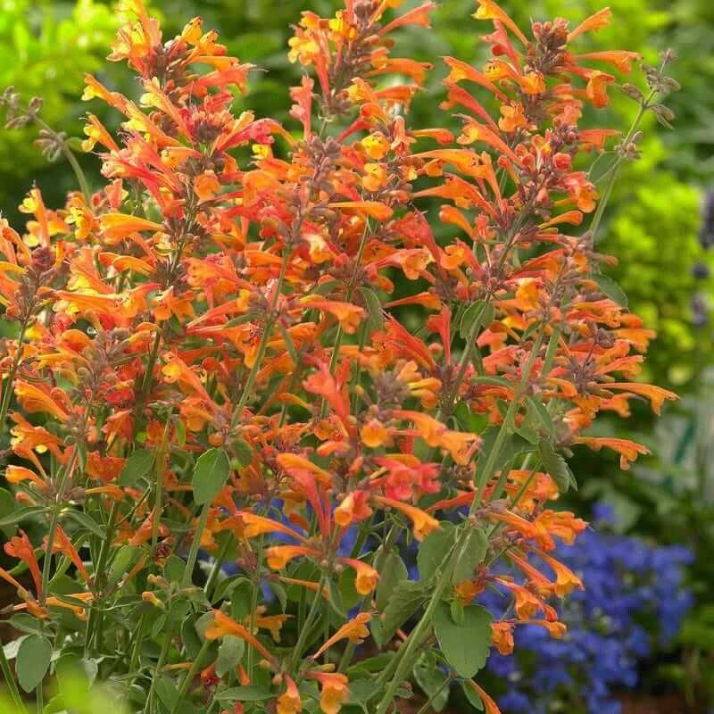 Tango Hummingbird Mint Seeds - Herbal Plant
