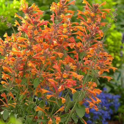 Tango Hummingbird Mint Seeds - Herbal Plant