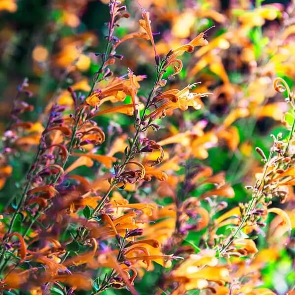 Tango Hummingbird Mint Seeds - Herbal Plant