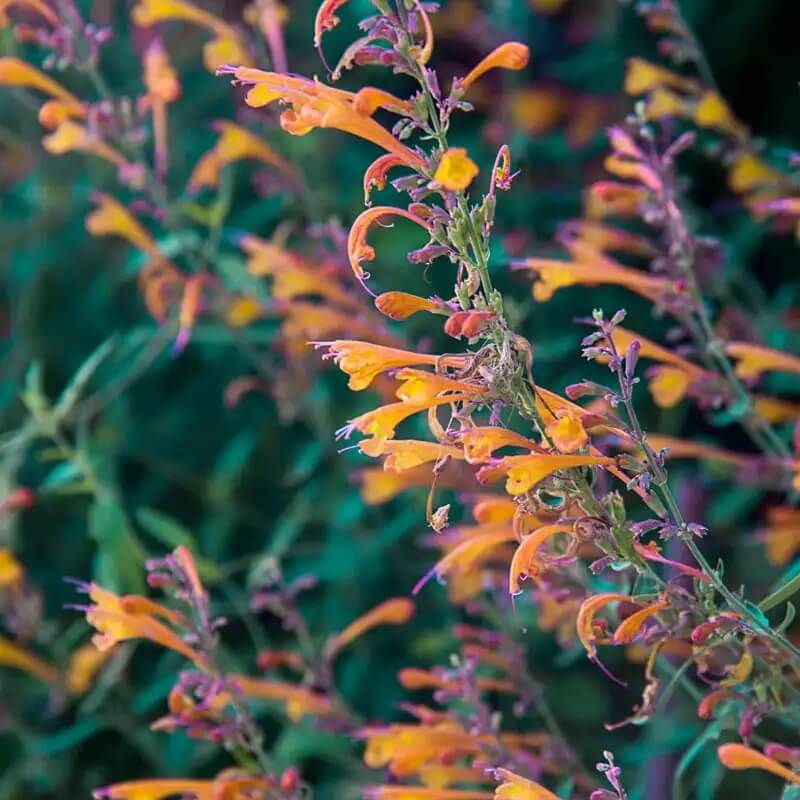Tango Hummingbird Mint Seeds - Herbal Plant