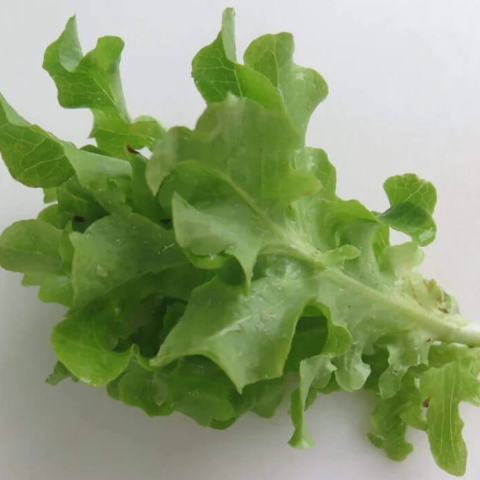 Tango Lettuce Seeds - Vegetable Plant