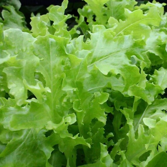 Tango Lettuce Seeds - Vegetable Plant