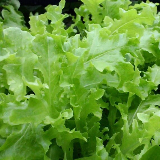 Tango Lettuce Seeds - Vegetable Plant