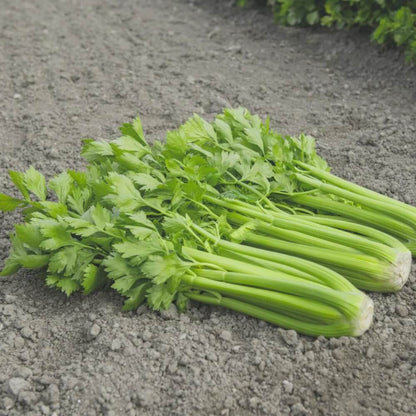 Tango celery seeds - Vegetable Plant
