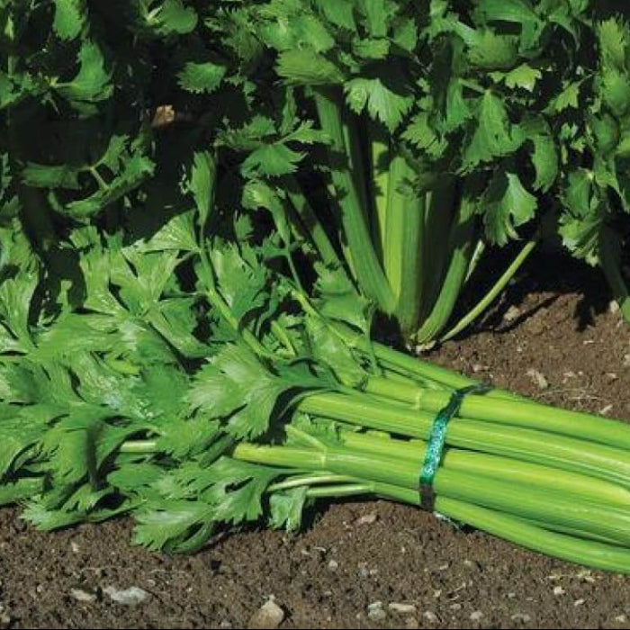 Tango celery seeds - Vegetable Plant