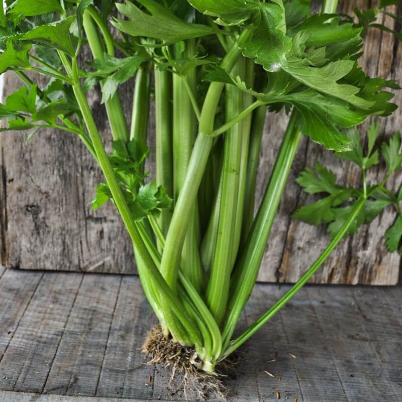 Tango celery seeds - Vegetable Plant