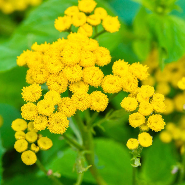 Tansy Seeds - Flower Plant 