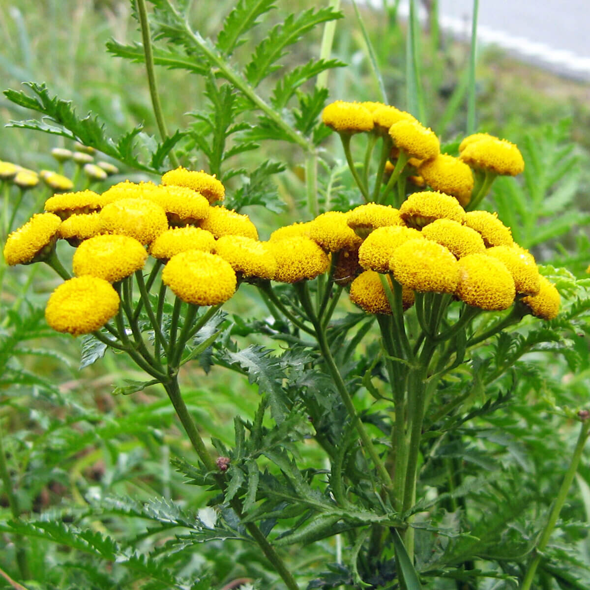Tansy Seeds - Flower Plant 