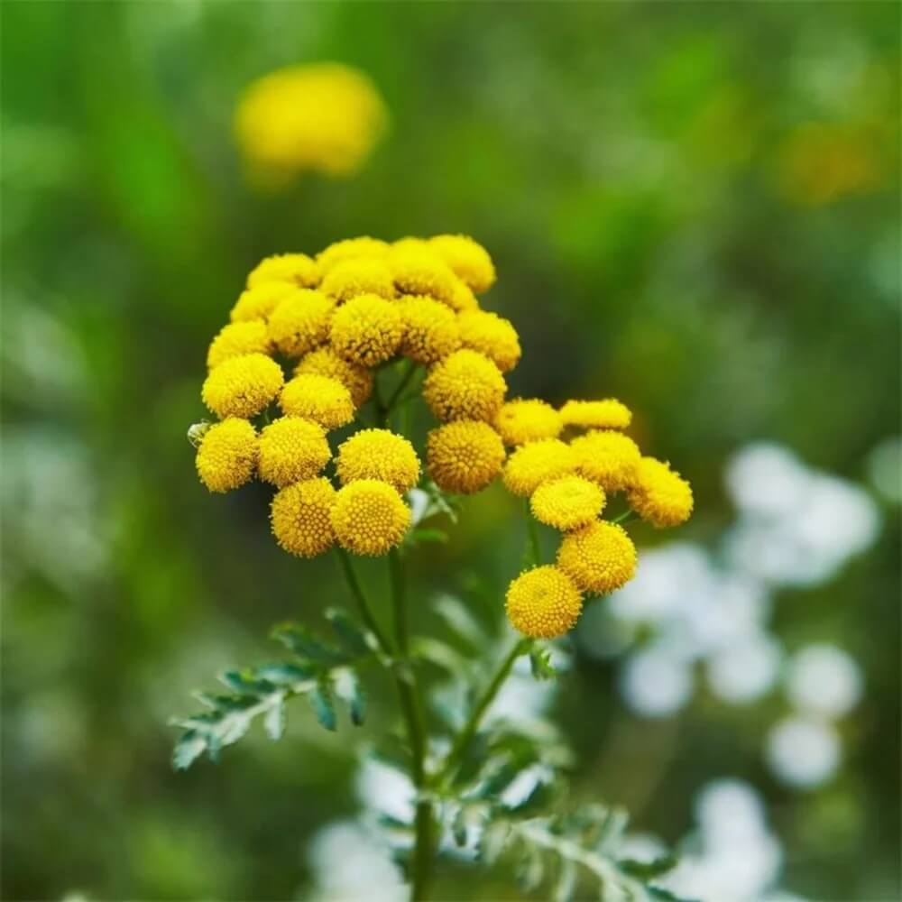 Tansy Seeds for Sale - Heirloom Flower Plant for Home Gardens