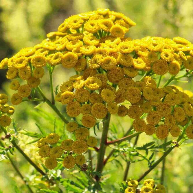Tansy Seeds for Sale - Heirloom Flower Plant for Home Gardens