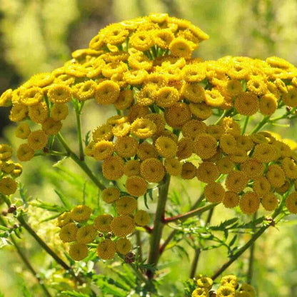 Tansy Seeds for Sale - Heirloom Flower Plant for Home Gardens