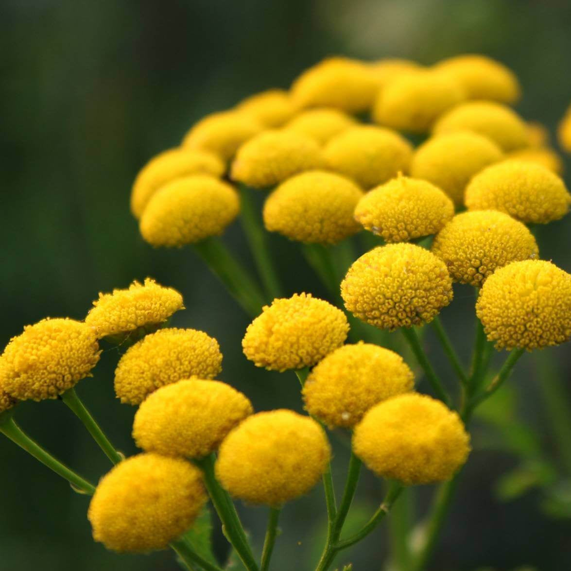 Tansy Seeds for Sale - Heirloom Flower Plant for Home Gardens