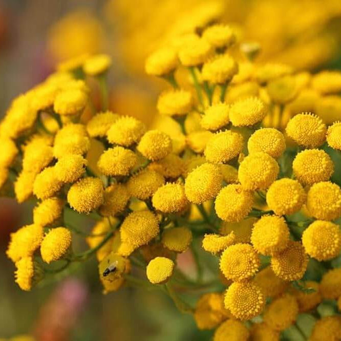 Tansy Seeds for Sale - Heirloom Flower Plant for Home Gardens