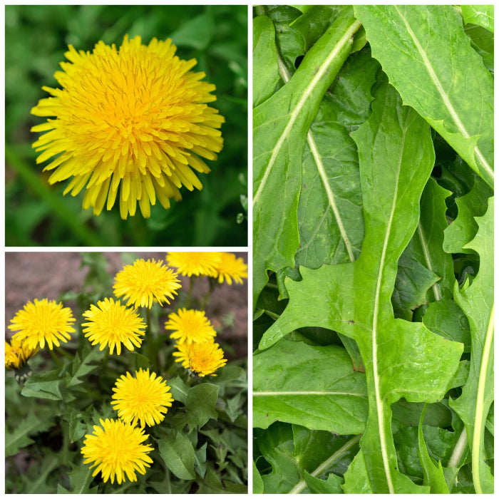 Taraxacum Officinale Seeds - Herbal Plant