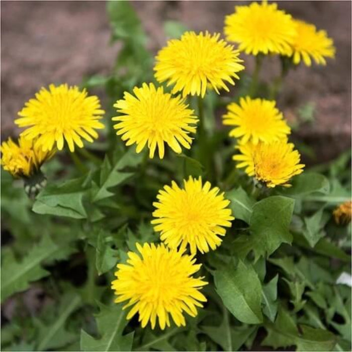 Taraxacum Officinale Seeds - Herbal Plant