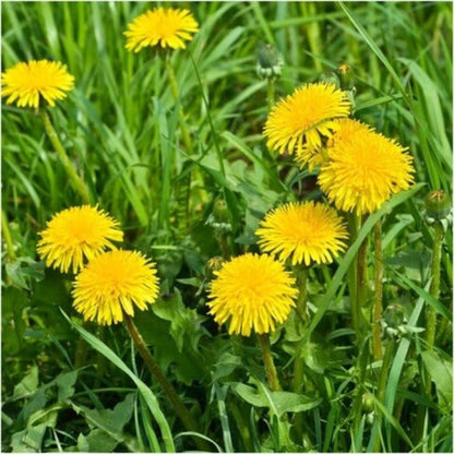 Taraxacum Officinale Seeds - Herbal Plant