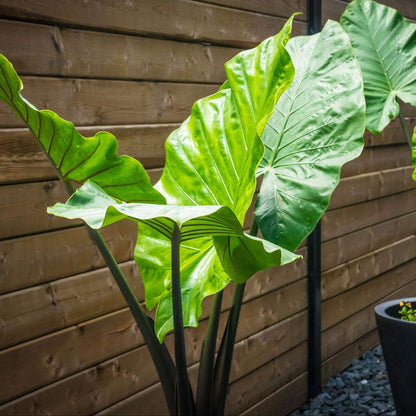 Taro Seeds - Vegetable Plant for Home Gardens
