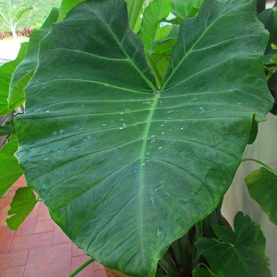 Taro Seeds - Vegetable Plant for Home Gardens