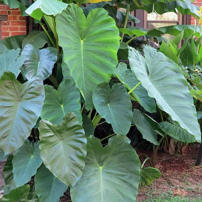 Taro Seeds - Vegetable Plant for Home Gardens