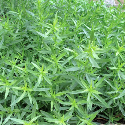 Tarragon Seeds - Herbal Plant