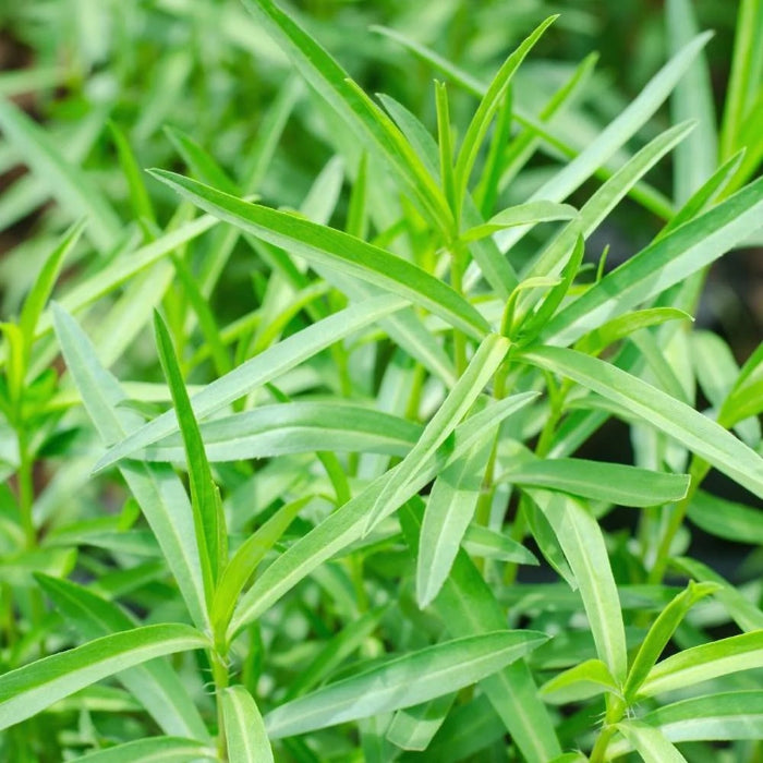 Tarragon Seeds - Herbal Plant
