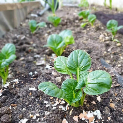 
Tatsoi Seeds - Heirloom Vegetable Plant for Home Gardens
