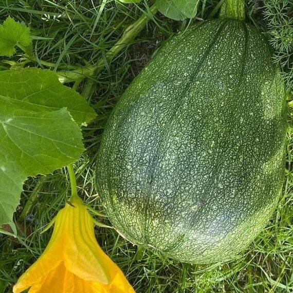 Tatume squash seeds - Vegetable Plant