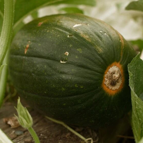 Tatume squash seeds - Vegetable Plant