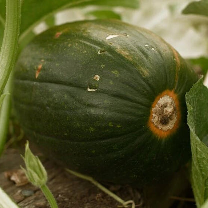 Tatume squash seeds - Vegetable Plant