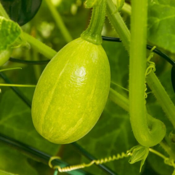 Tatume squash seeds - Vegetable Plant