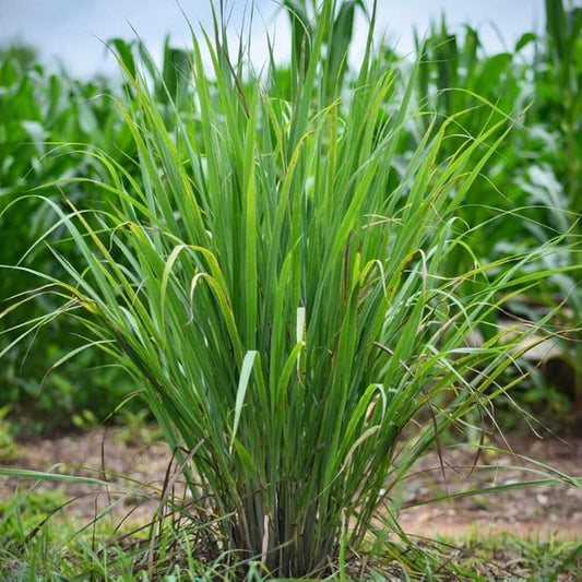 Tea Lemongrass Seeds - Herbal Plant