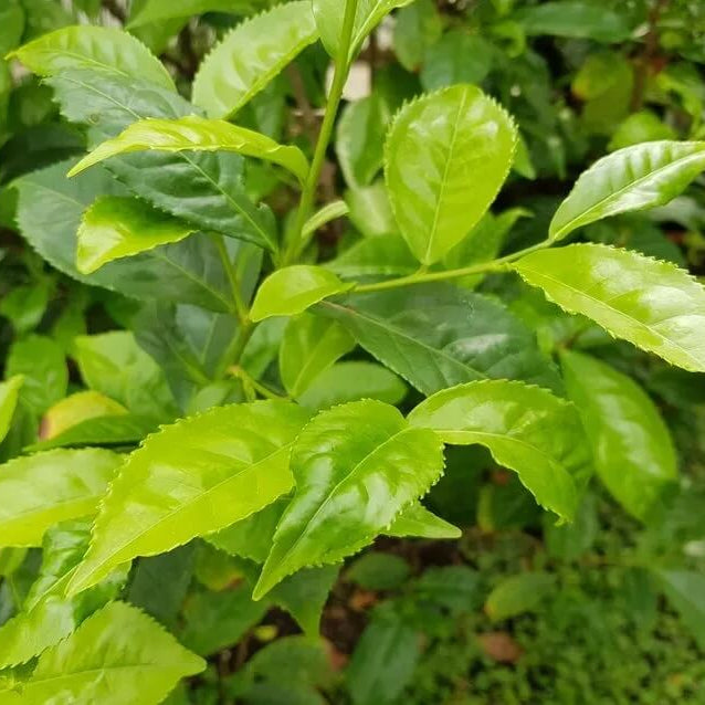 Tea Plant Camellia Sinensis Seeds
