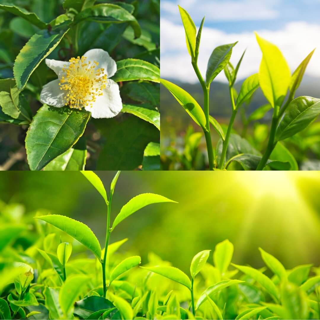 Tea Plant Camellia Sinensis Seeds