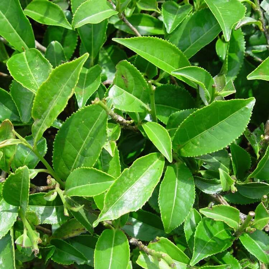 Tea Plant Seeds