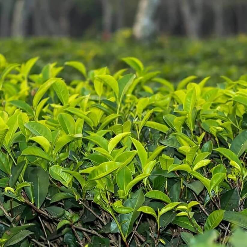 Tea Plant Seeds