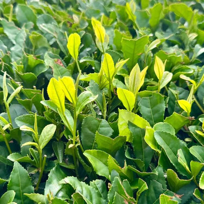 Tea Plant Seeds for Planting