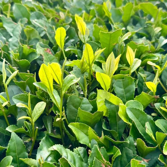 Tea Plant Seeds for Planting