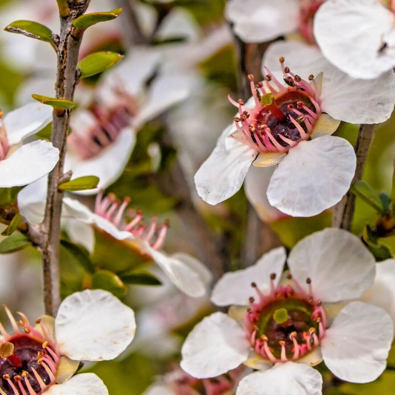 Tea Tree Manuka Seeds