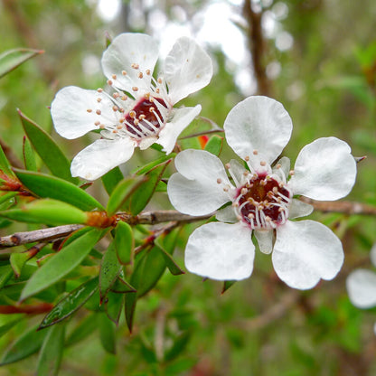 Tea Tree Manuka Seeds