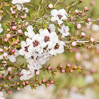 Tea Tree Manuka Seeds
