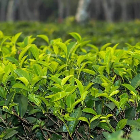 Tea Tree Seeds
