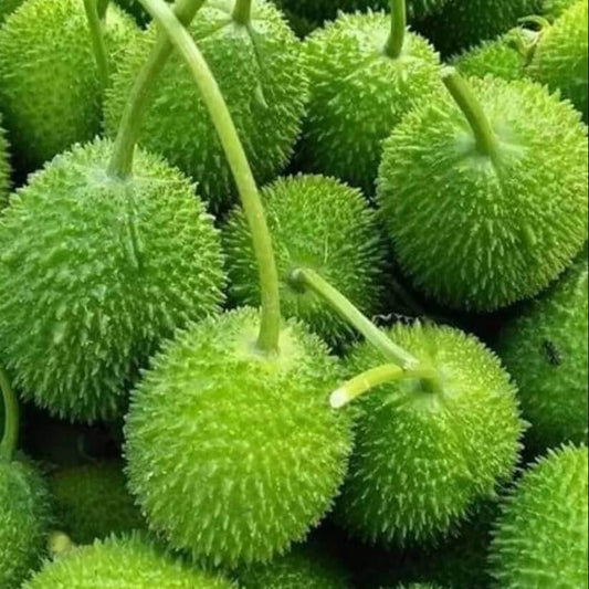 Teasel Gourd Seeds