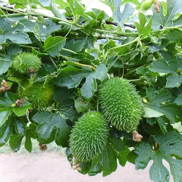 Teasel Gourd Seeds