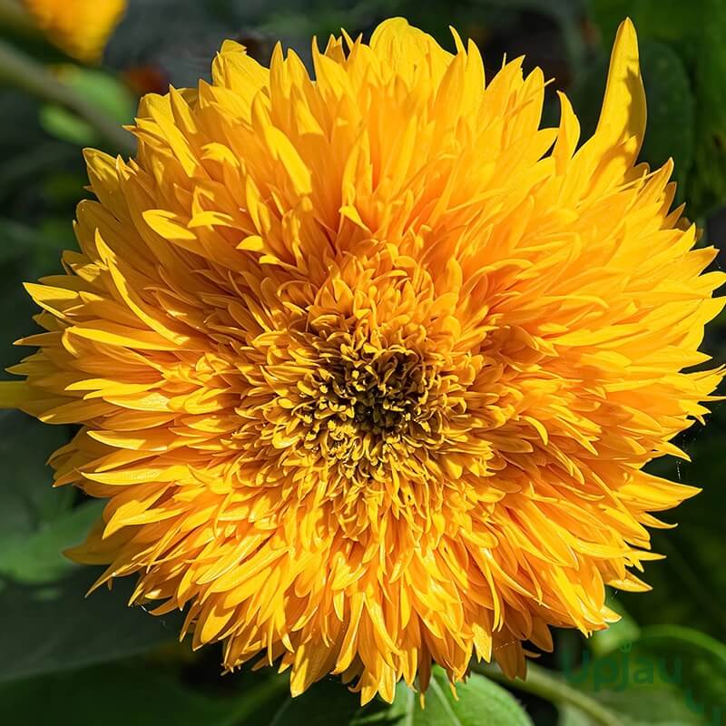 Teddy Bear Dwarf Sunflower Seeds